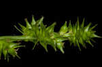 Bur-reed sedge